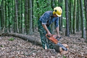Services pour vos arbres : élagage, émondage, éssouchage